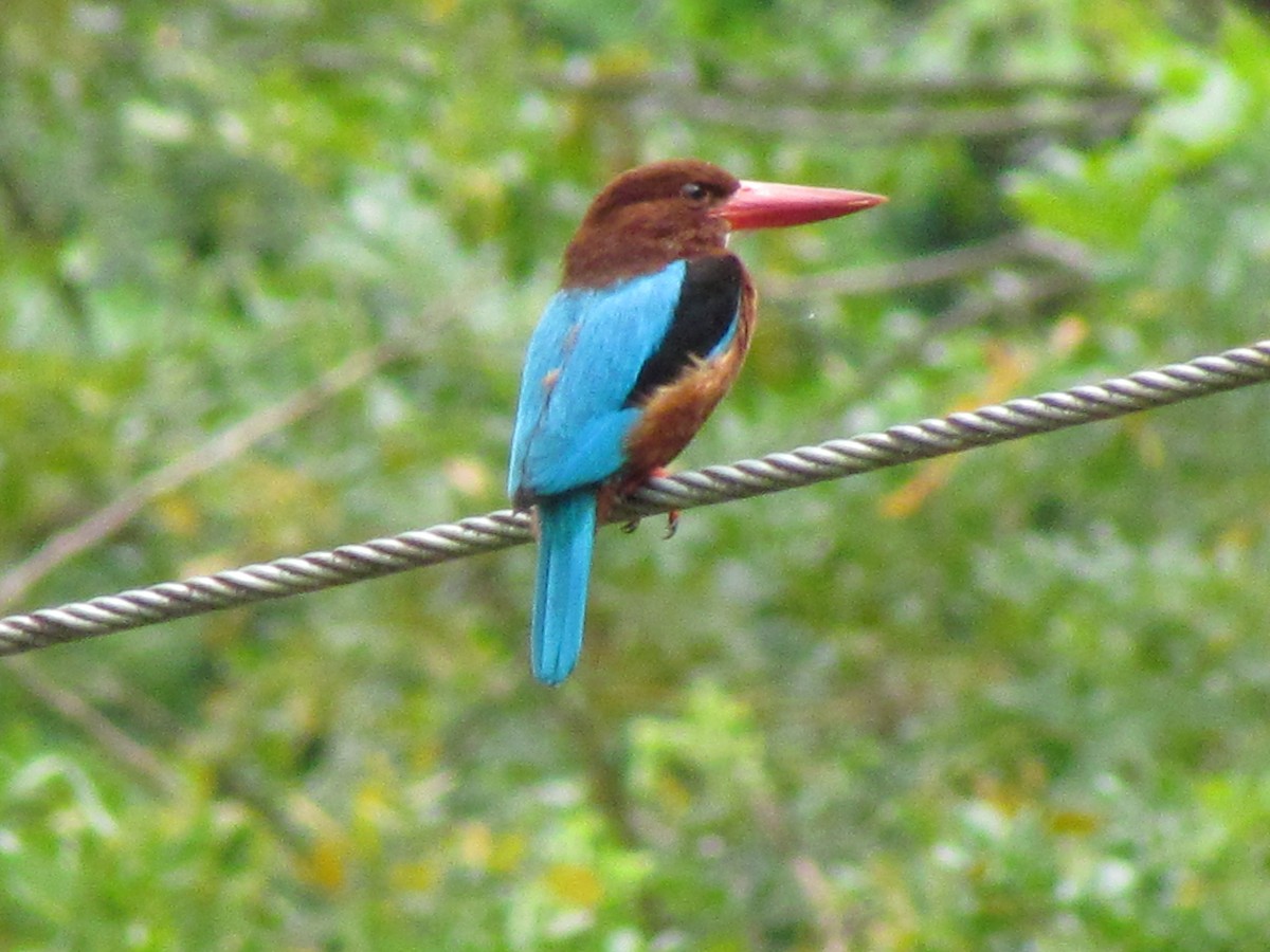 Brown-breasted Kingfisher - ML316846791