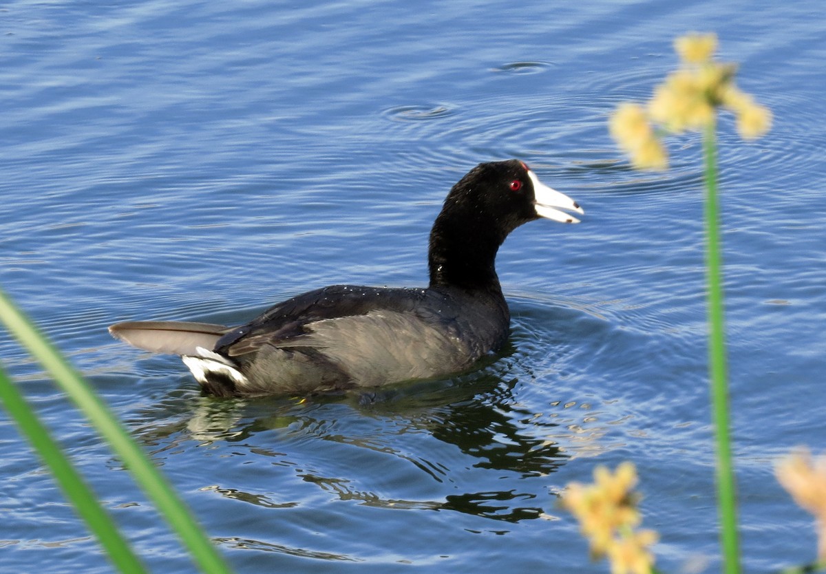 American Coot (Red-shielded) - ML31684721