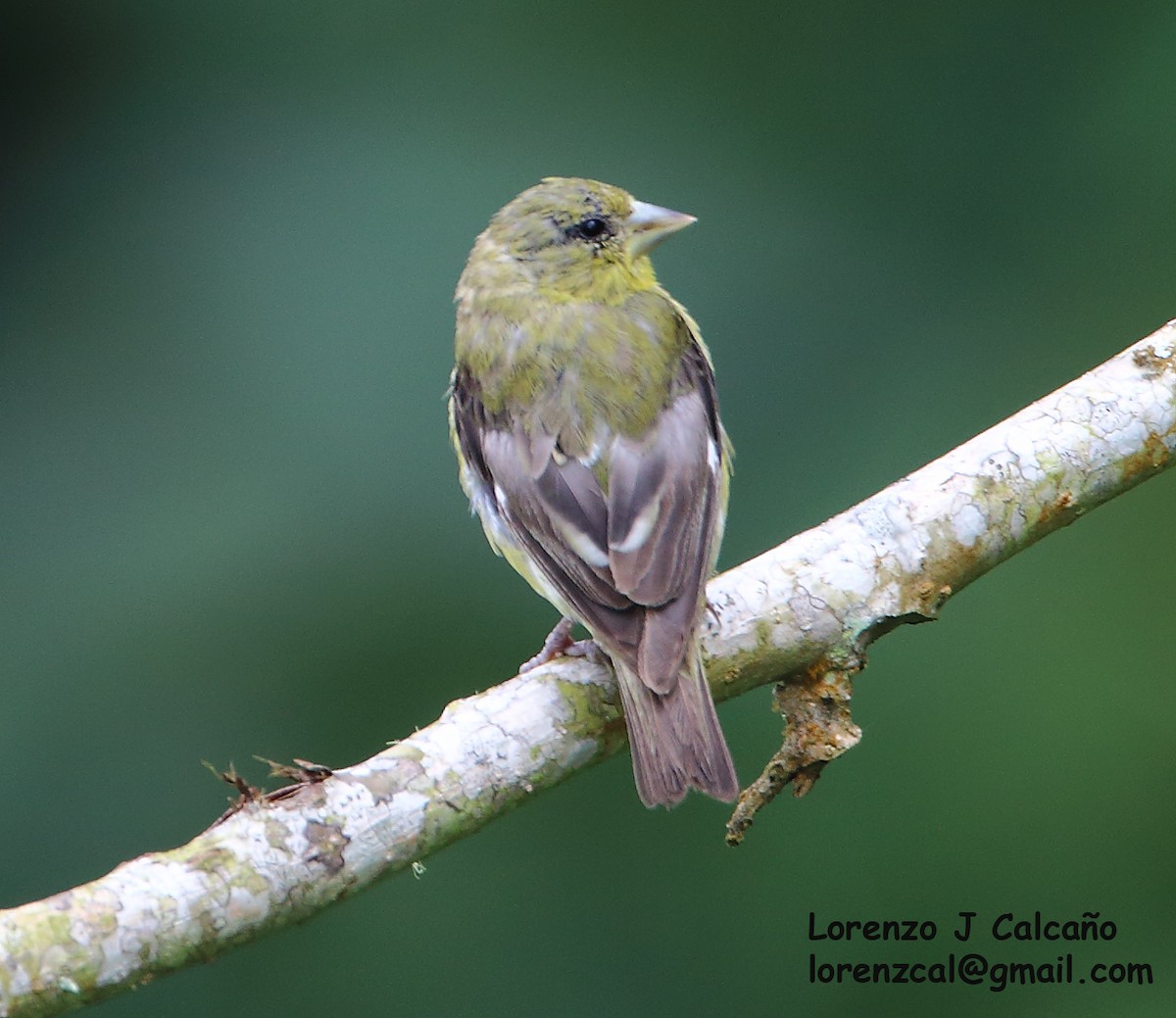 Lesser Goldfinch - Lorenzo Calcaño