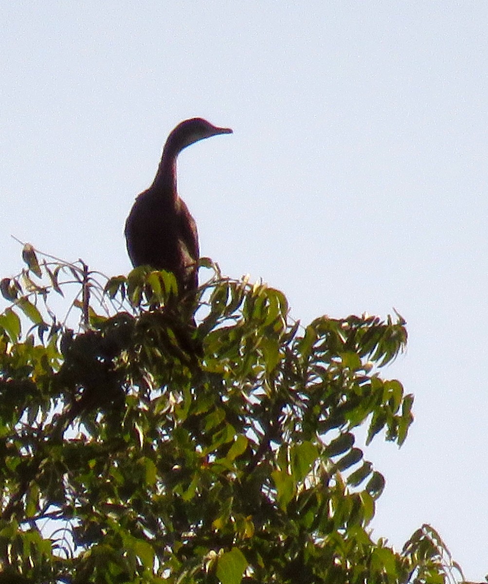 Indian Cormorant - Santharam V