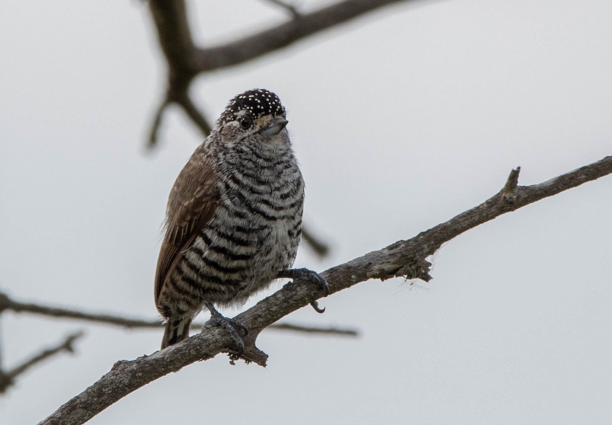 White-barred Piculet - ML316848891