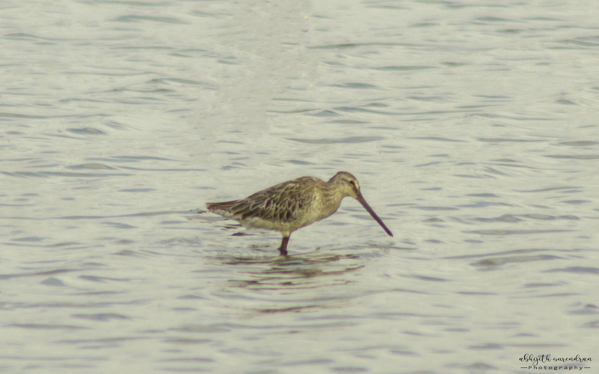Asian Dowitcher - ML316849441