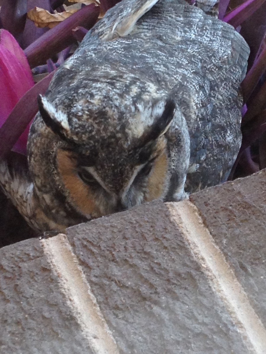 Long-eared Owl - ML31685241