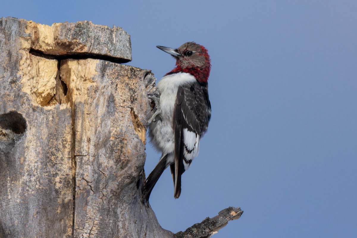 Red-headed Woodpecker - David Turgeon