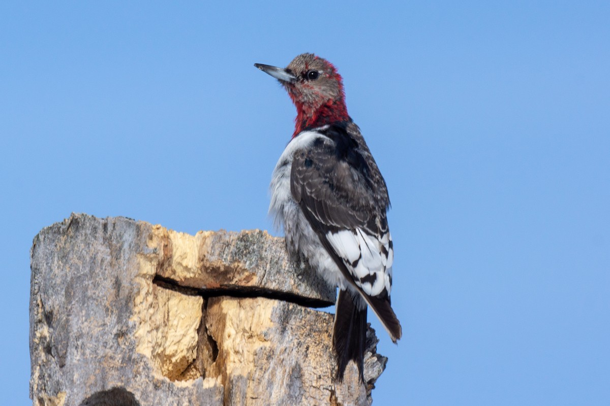 Red-headed Woodpecker - ML316853221