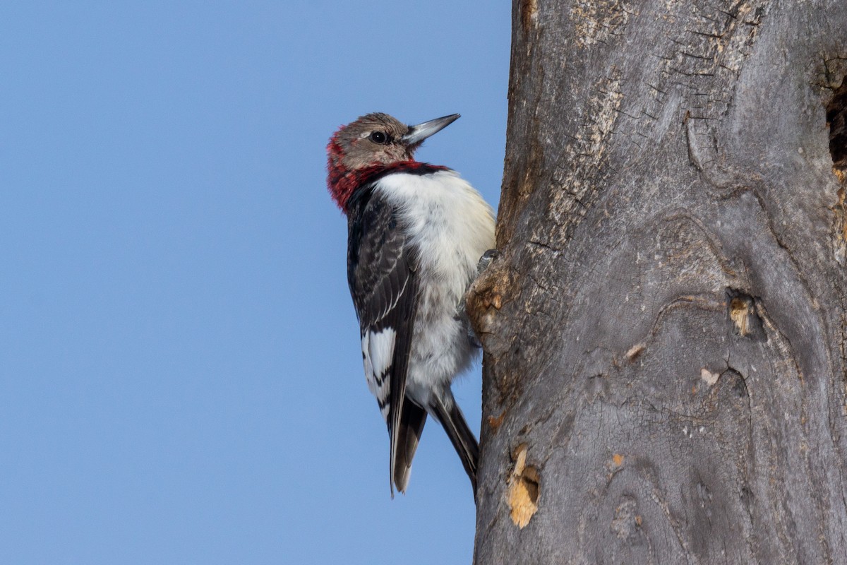 Red-headed Woodpecker - ML316853231