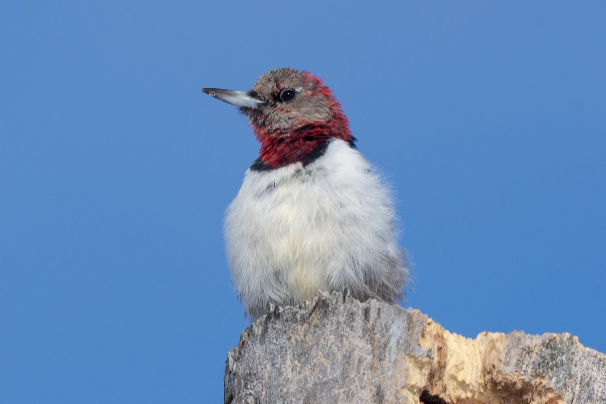 Red-headed Woodpecker - ML316853241