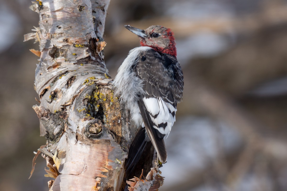 Red-headed Woodpecker - ML316853291