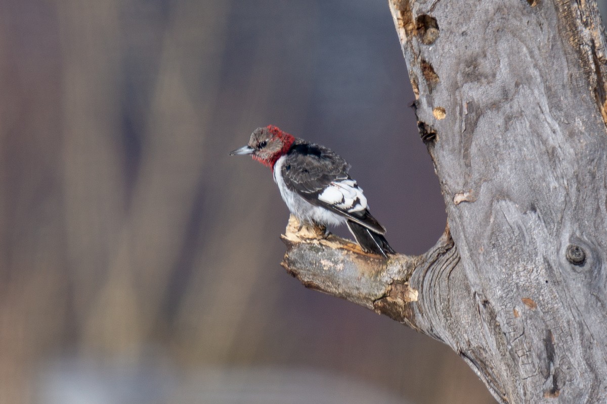 Red-headed Woodpecker - ML316853311
