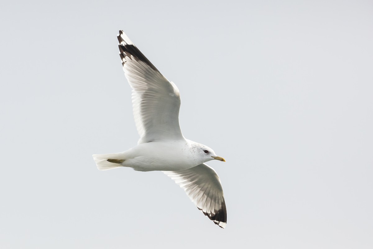 Common Gull (European) - Blair Dudeck