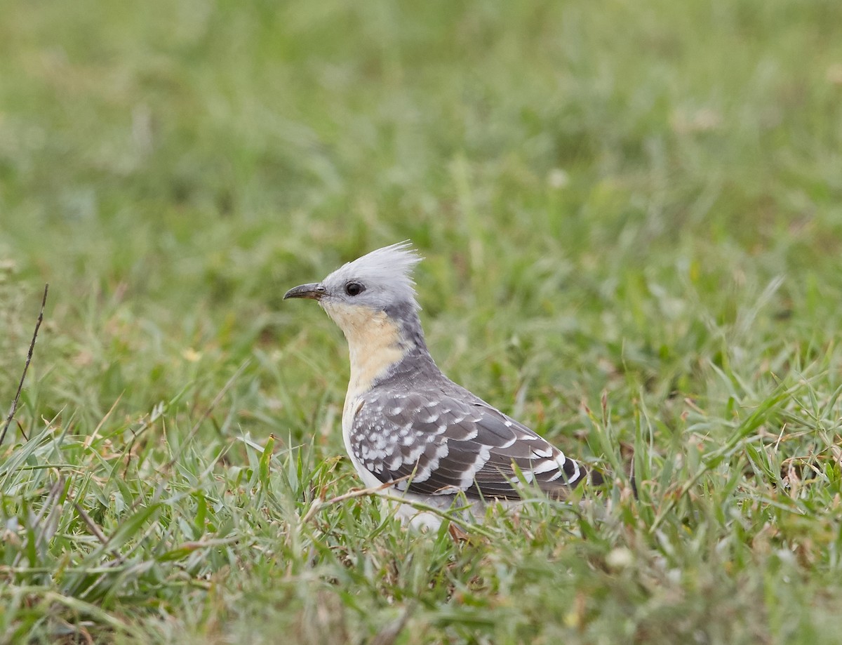 Great Spotted Cuckoo - ML31685781