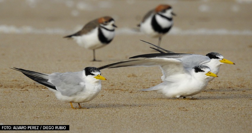 Yellow-billed Tern - Birdwatching Punta del Este