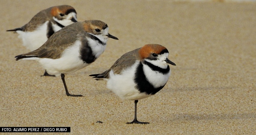 Two-banded Plover - ML31685991
