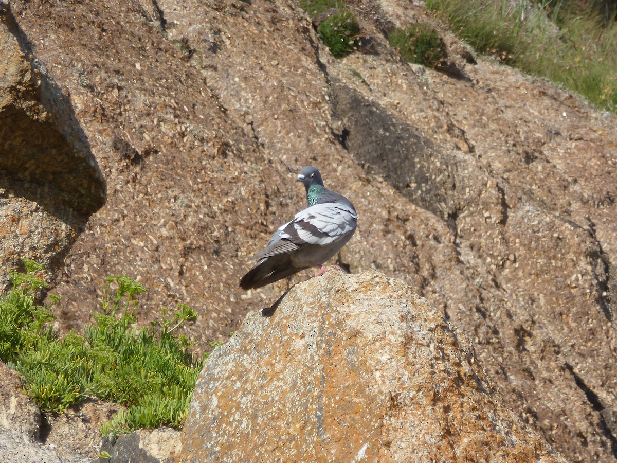 Rock Pigeon (Feral Pigeon) - ML316860101