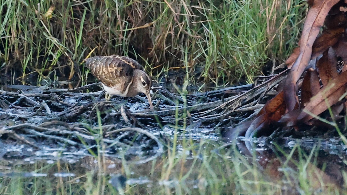 Greater Painted-Snipe - ML316863581