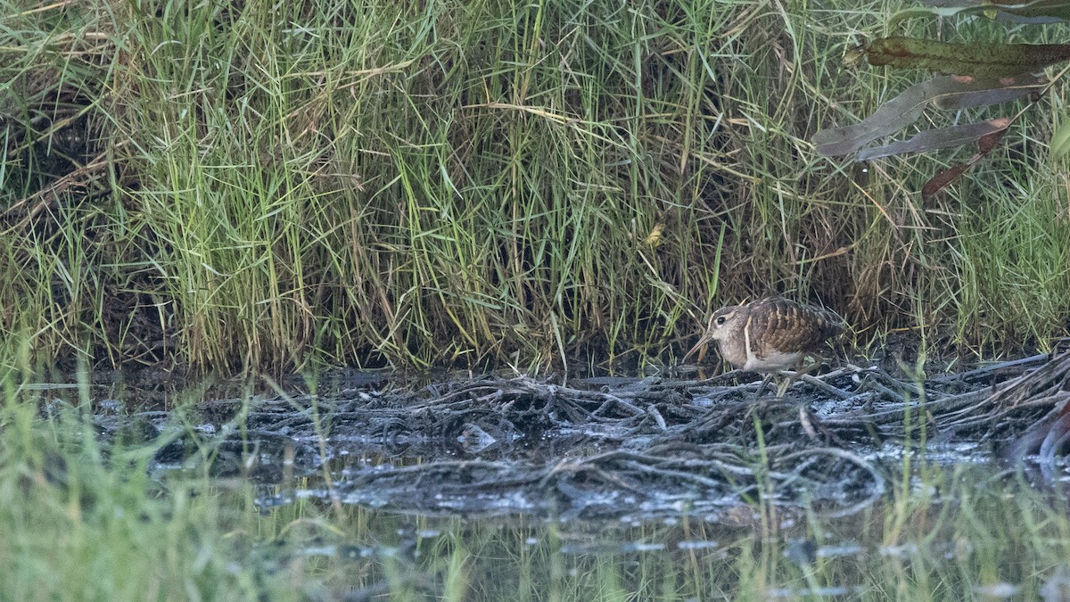 Greater Painted-Snipe - ML316863591