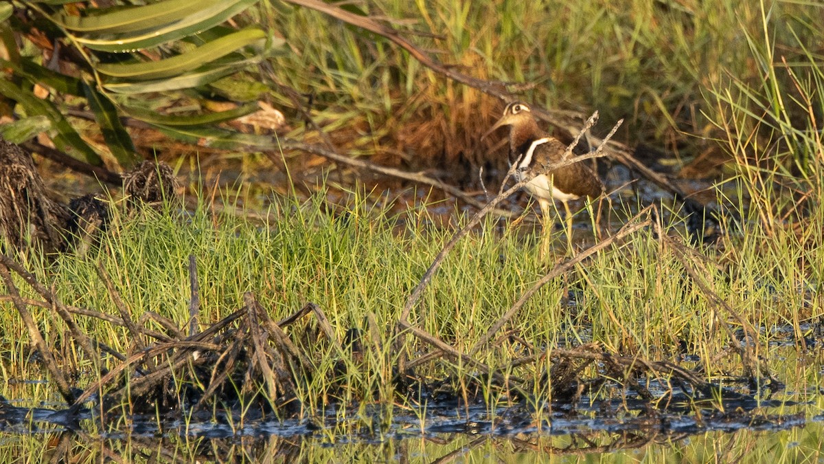 Greater Painted-Snipe - ML316864381