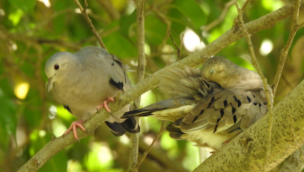 Ecuadorian Ground Dove - ML316864451