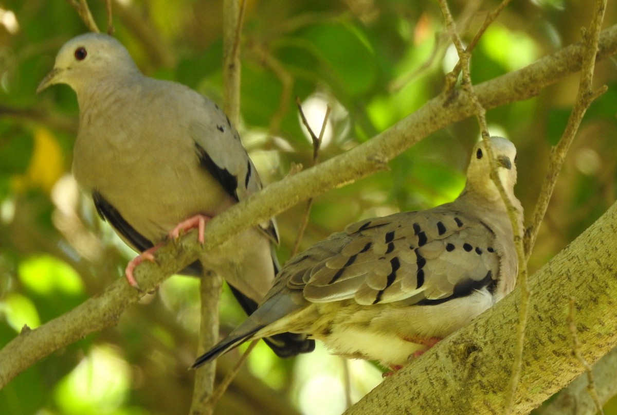 Ecuadorian Ground Dove - ML316864461
