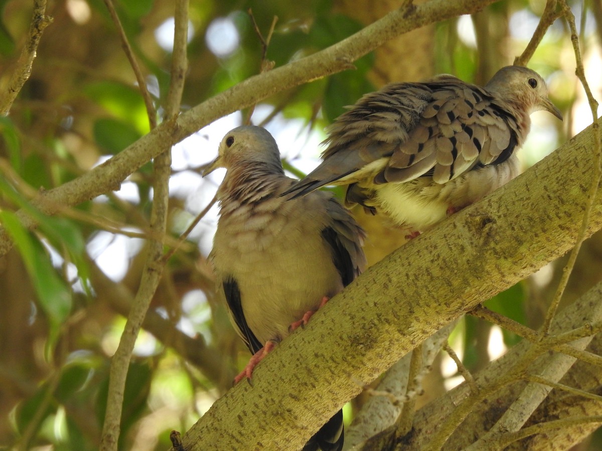 Ecuadorian Ground Dove - ML316864581