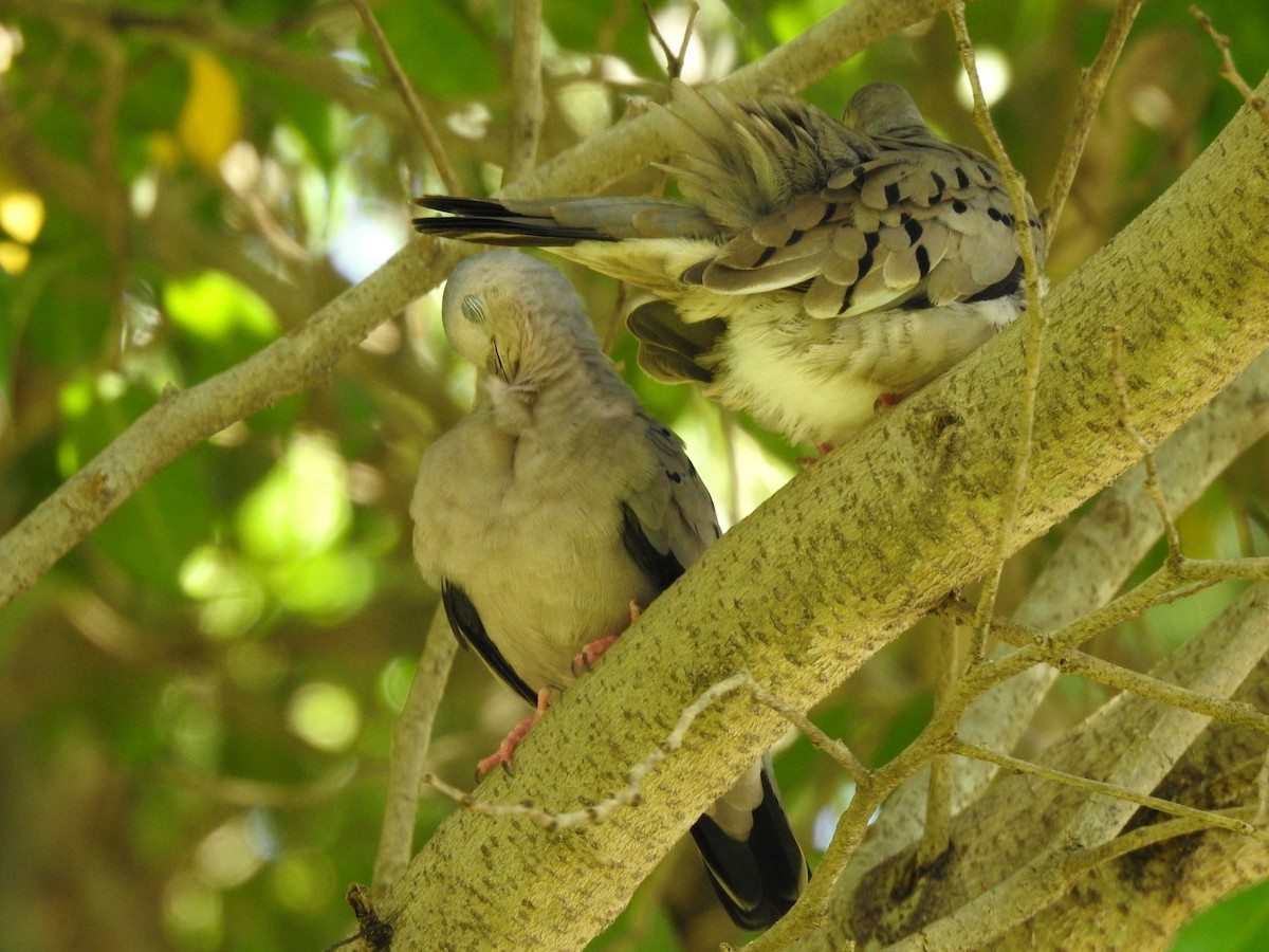 Ecuadorian Ground Dove - ML316864591