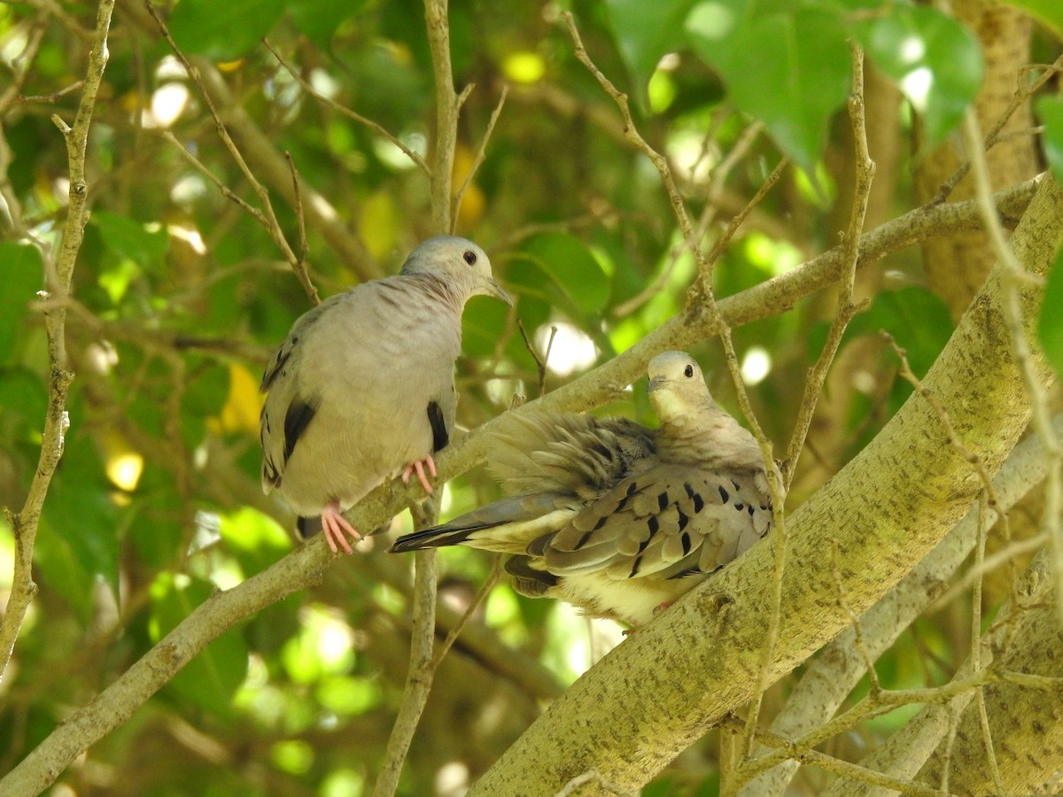 Ecuadorian Ground Dove - ML316864601