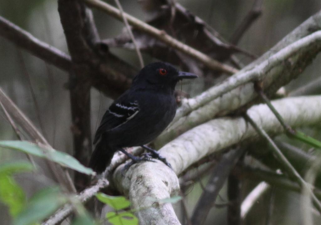 Black-tailed Antbird - ML31686661