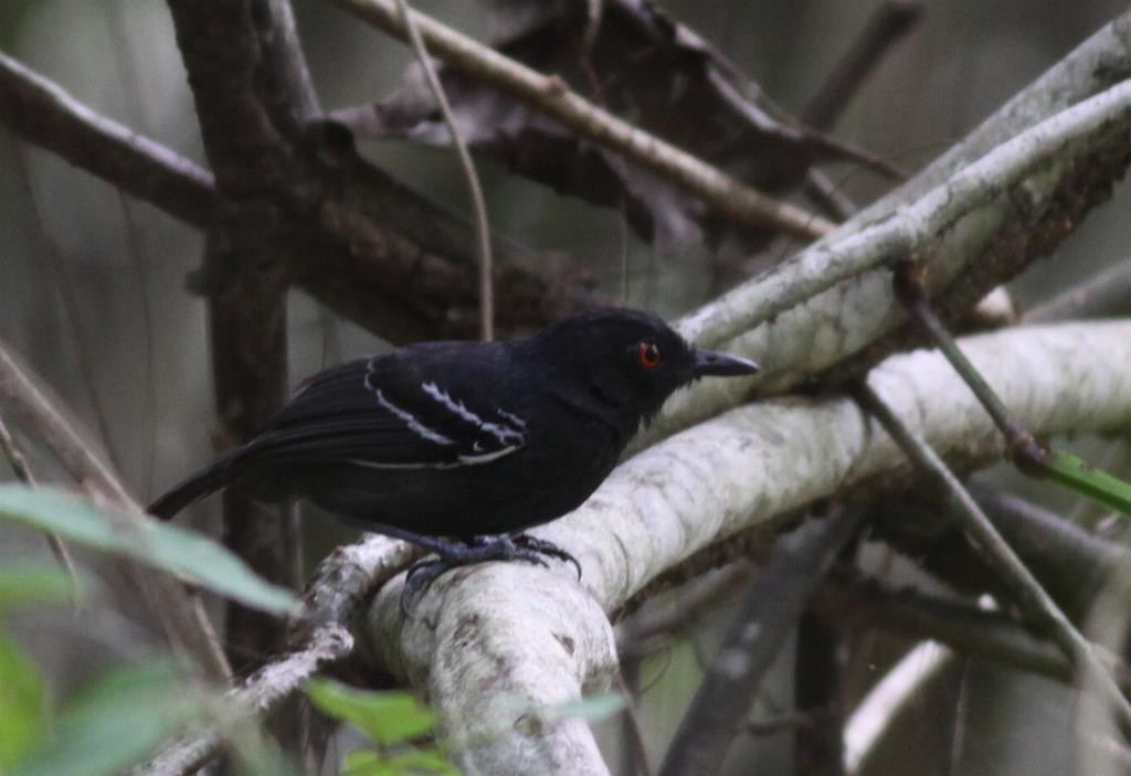 Black-tailed Antbird - ML31686671