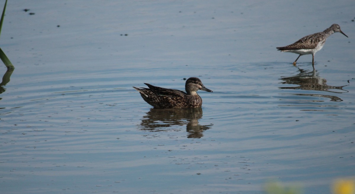 Green-winged Teal - ML31686831