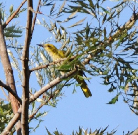 Indian Golden Oriole - ML316869041