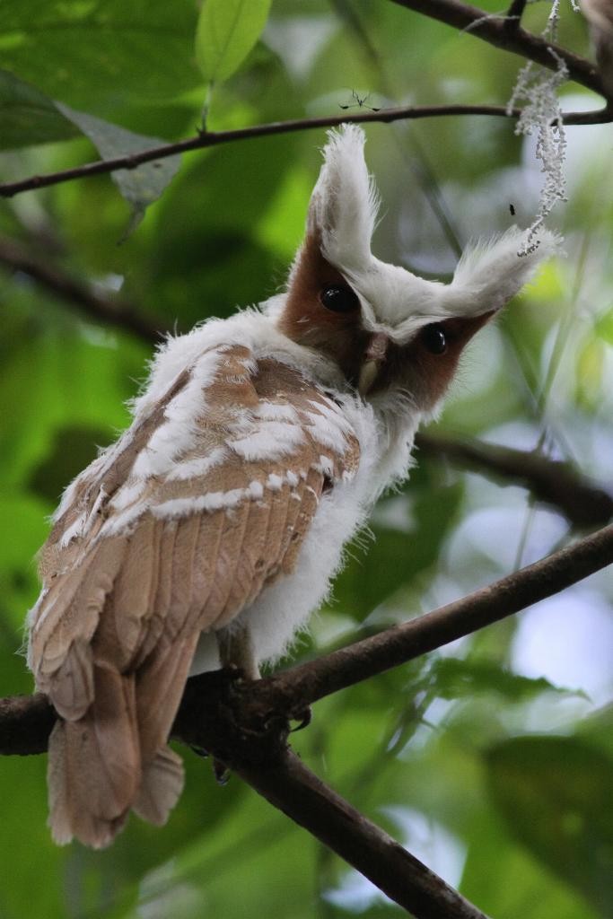Crested Owl - Ian Davies