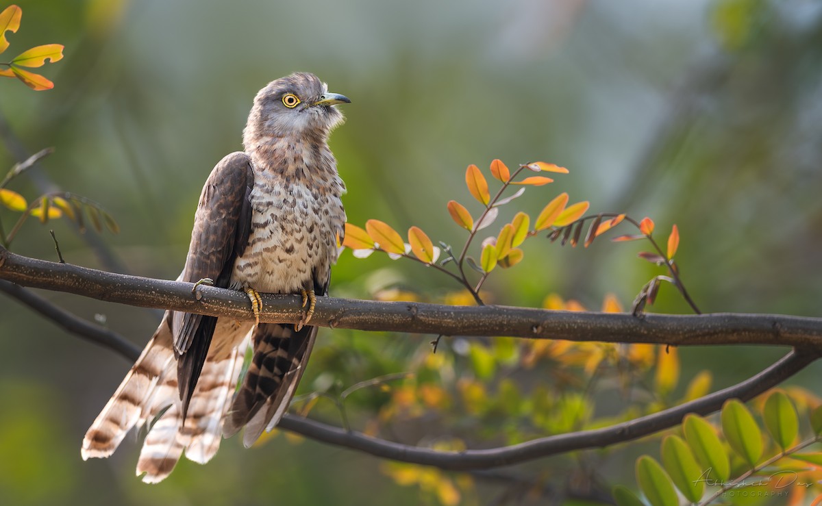 Common Hawk-Cuckoo - Abhishek Das