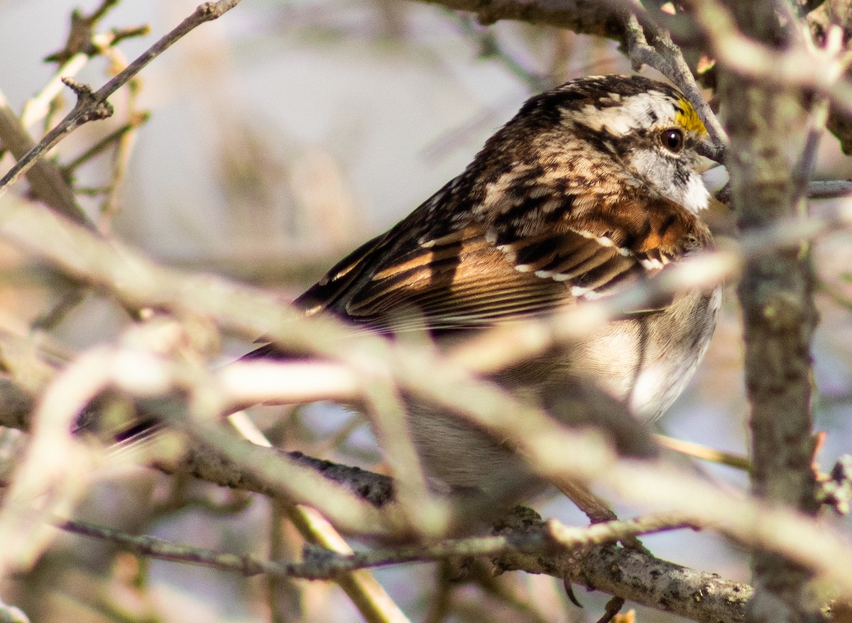 White-throated Sparrow - Andrea Brandt
