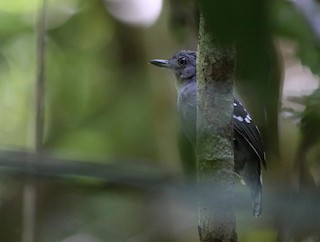  - Pearly Antshrike