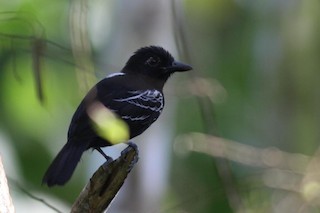  - Castelnau's Antshrike