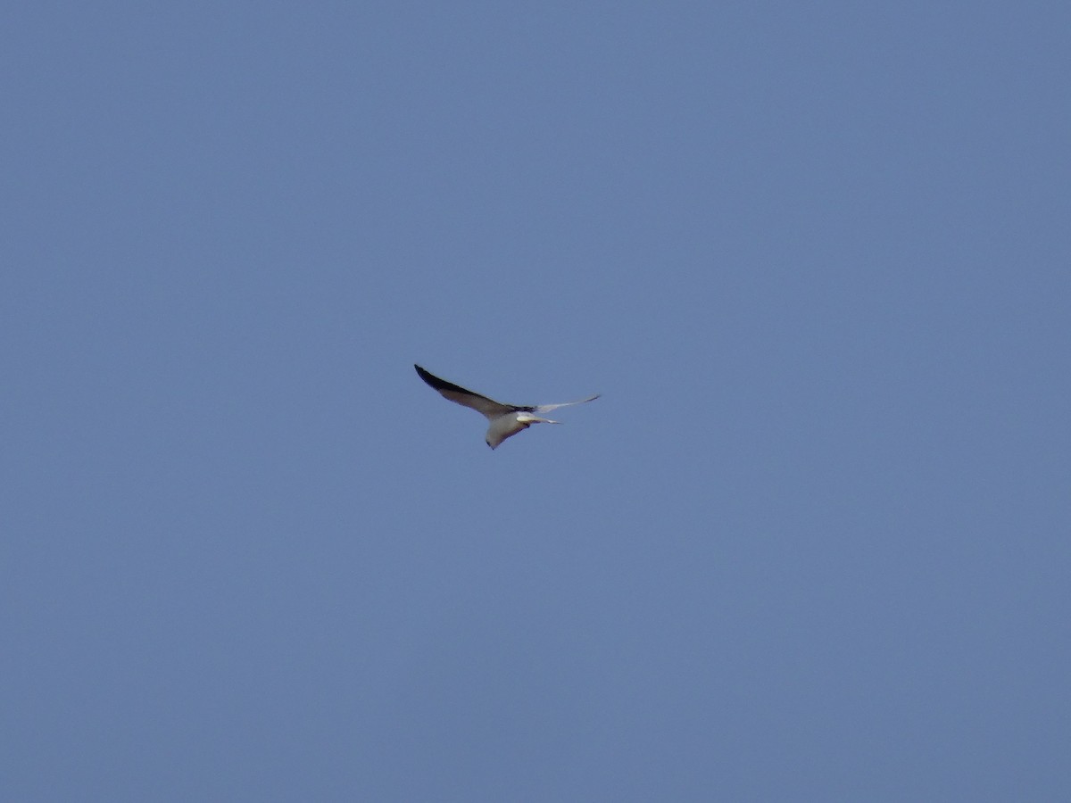 Black-winged Kite - 健峯 黃
