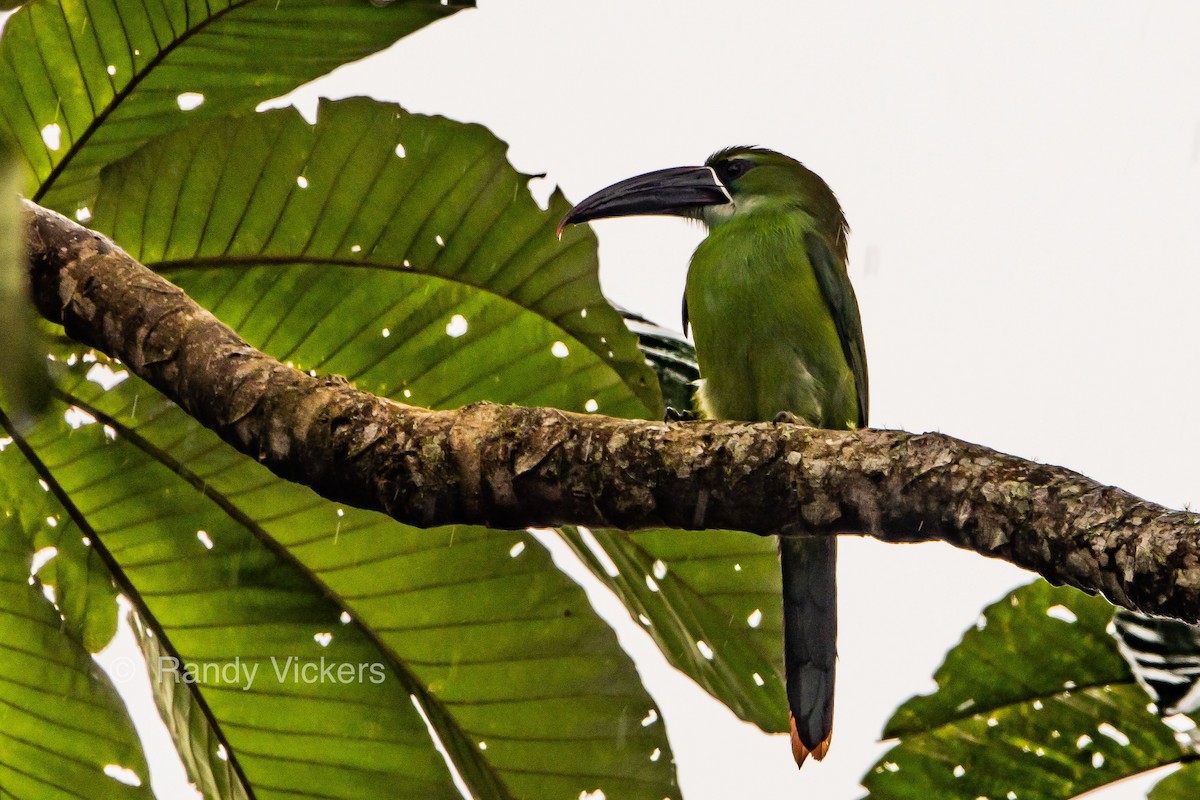 Chestnut-tipped Toucanet - Randy Vickers