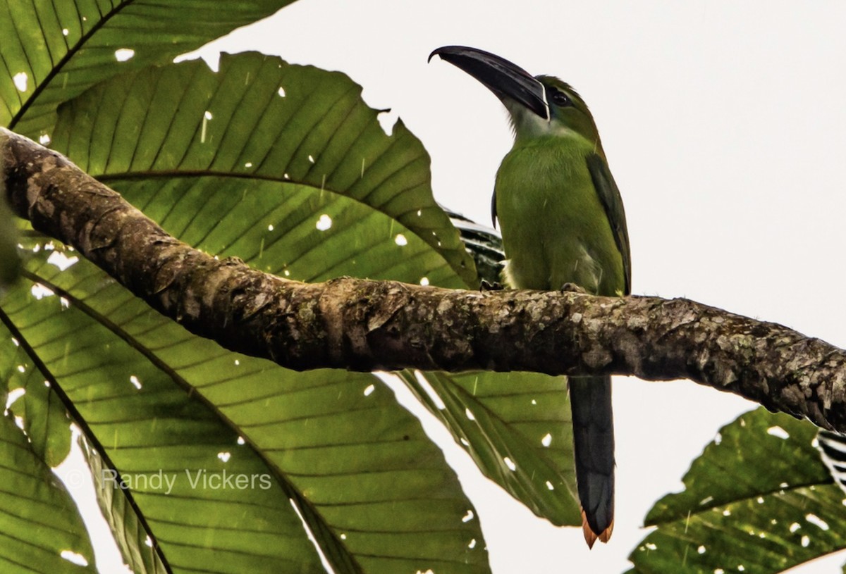 Chestnut-tipped Toucanet - Randy Vickers