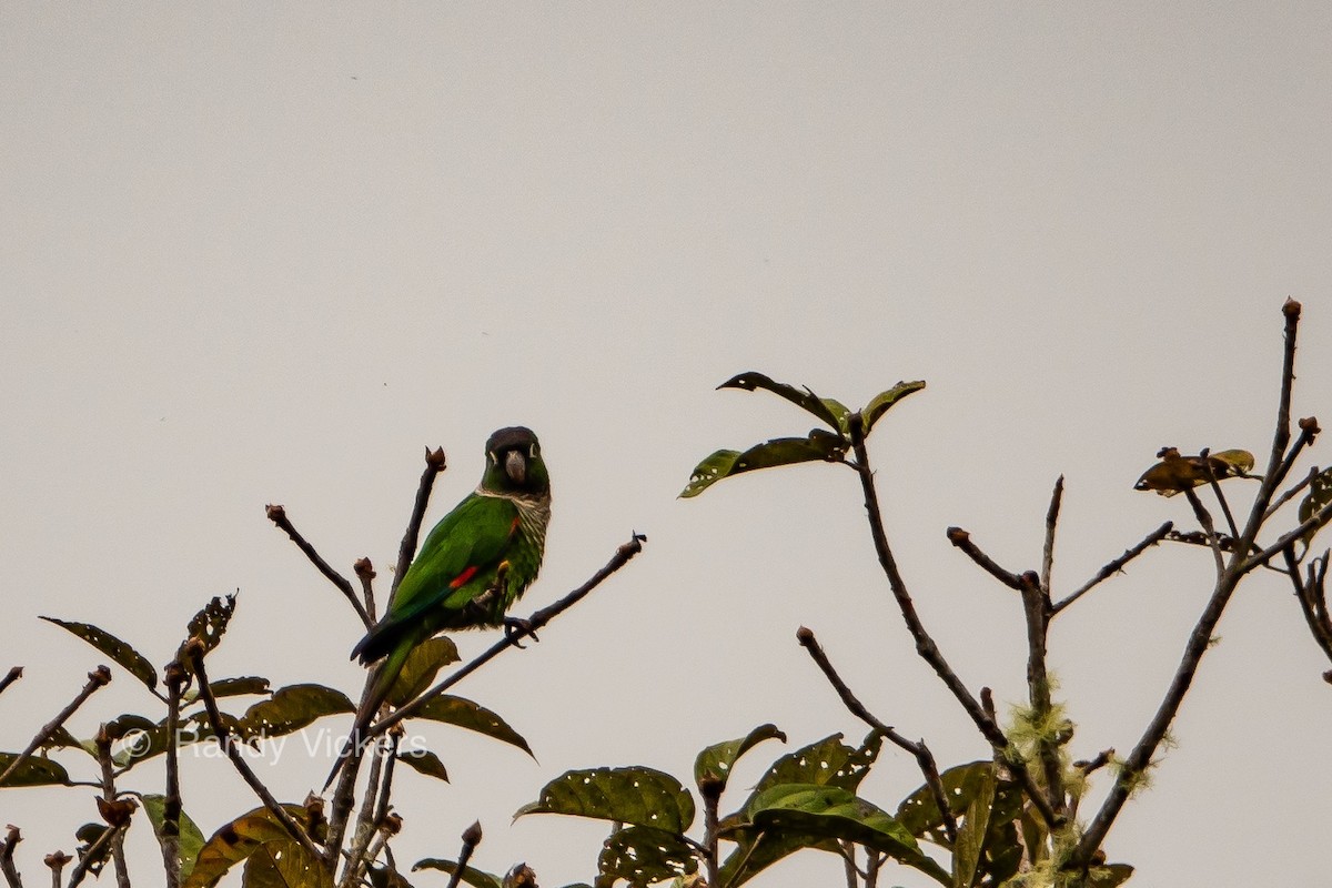 Maroon-tailed Parakeet (Maroon-tailed) - ML316873281