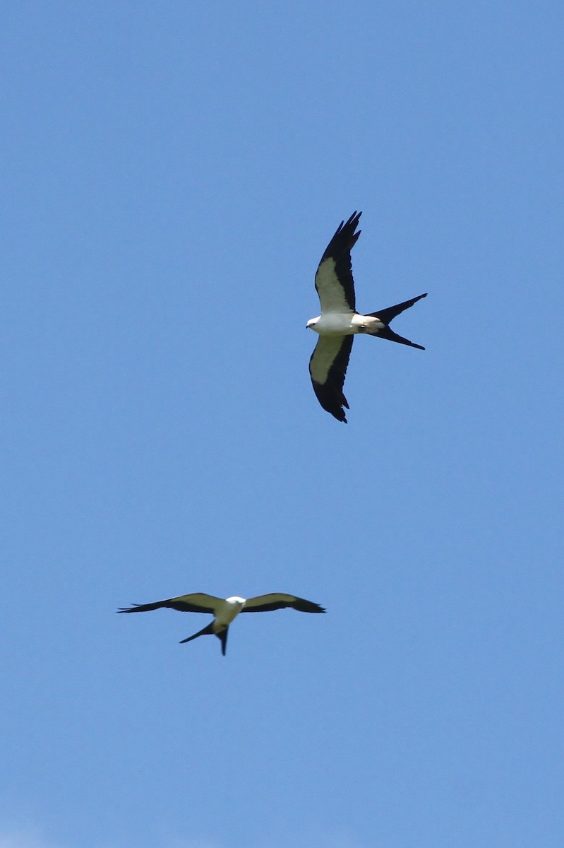 Swallow-tailed Kite - ML31687401