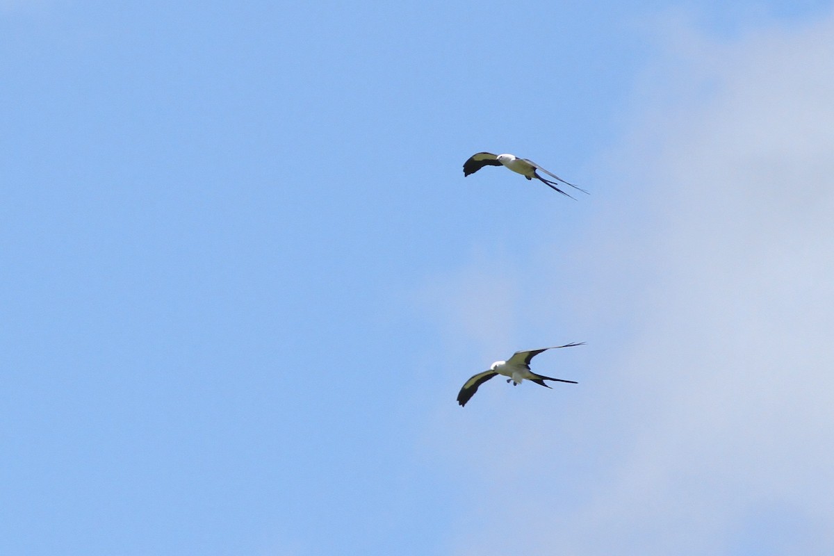 Swallow-tailed Kite - ML31687411