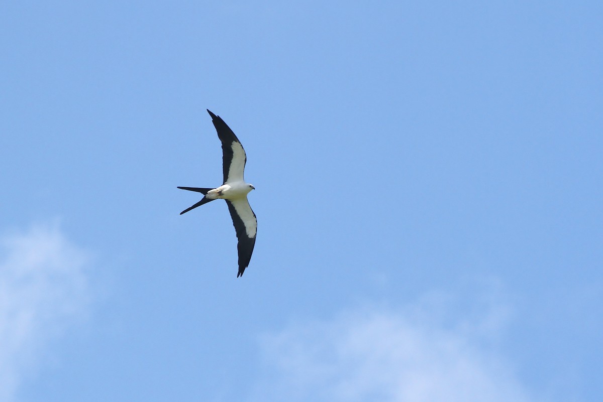 Swallow-tailed Kite - ML31687421