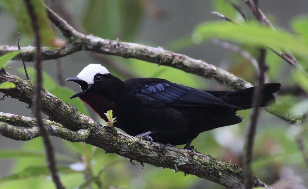 White-capped Tanager - Ian Davies