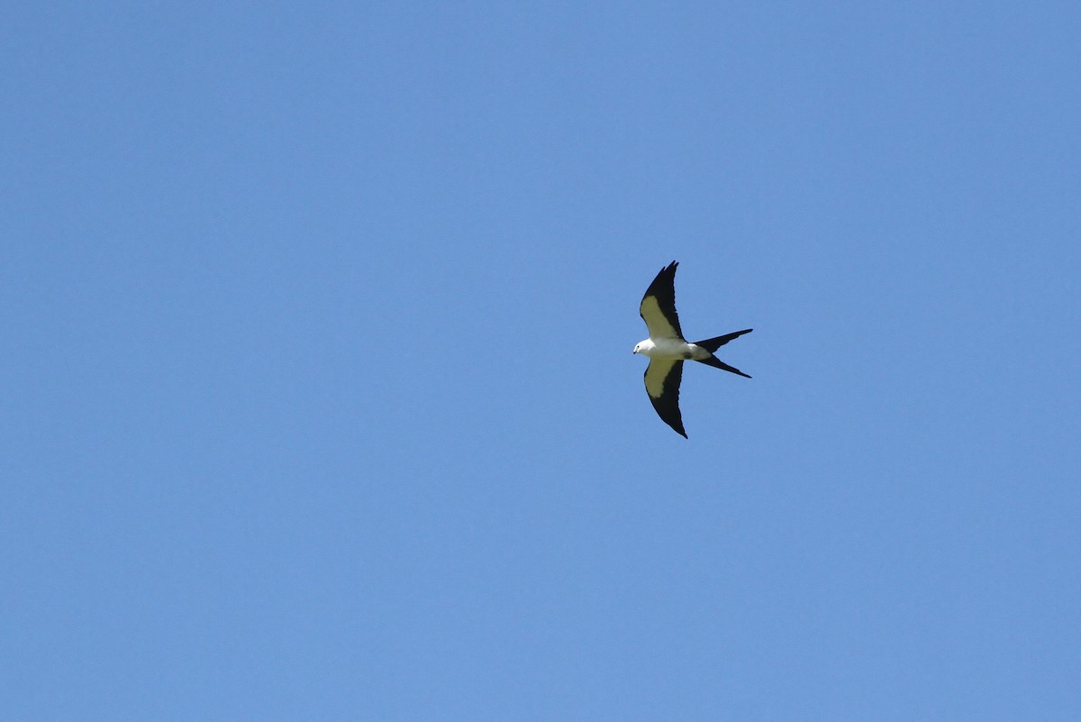 Swallow-tailed Kite - ML31687461