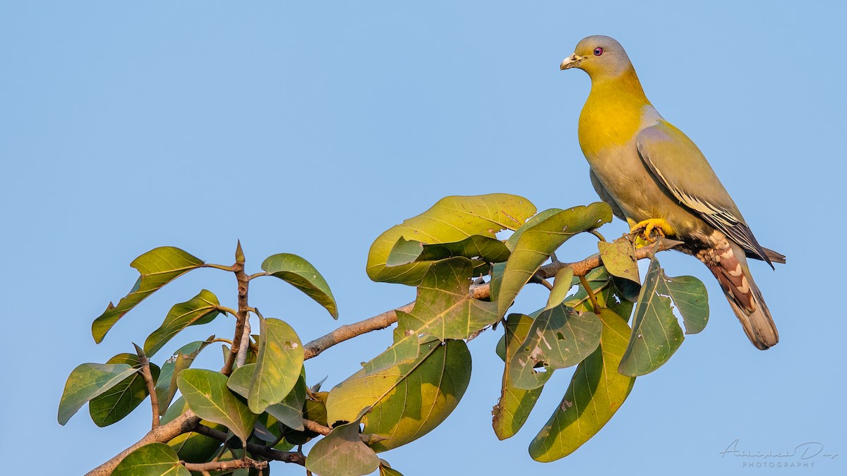 Yellow-footed Green-Pigeon - ML316876801