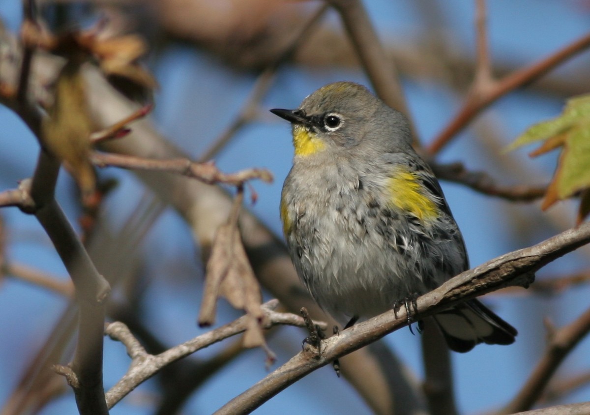 Yellow-rumped Warbler (Audubon's) - ML31687731