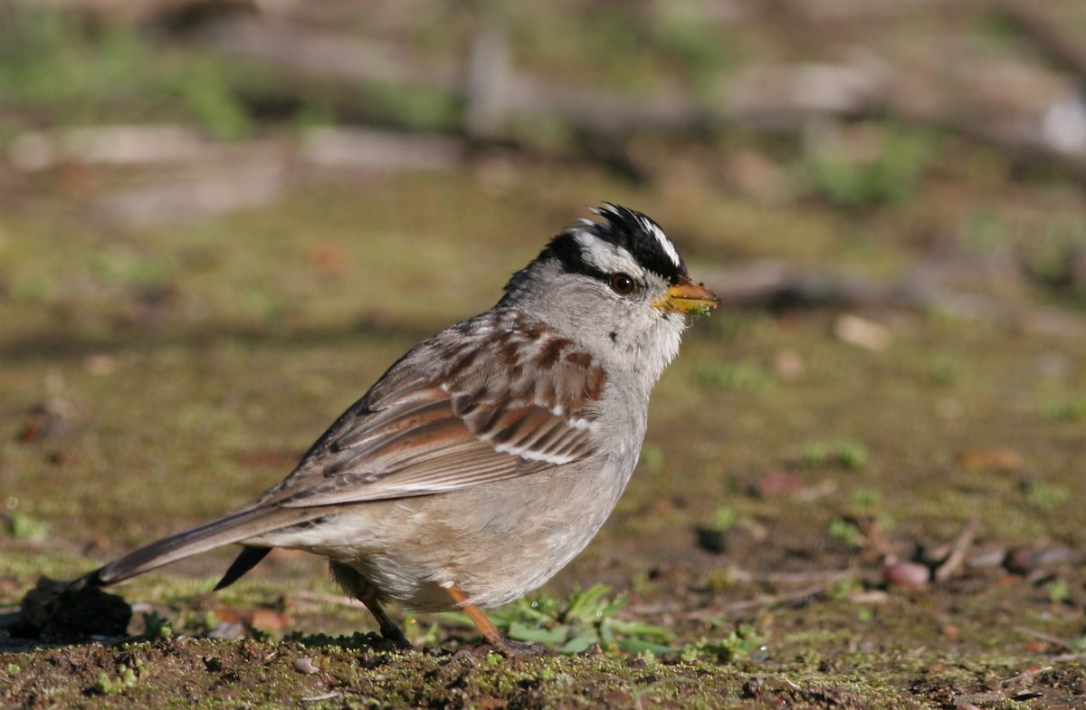 White-crowned Sparrow (Gambel's) - ML31687771