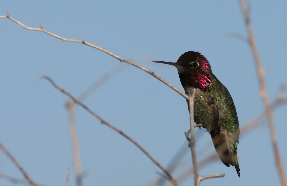 Anna's Hummingbird - ML31687861