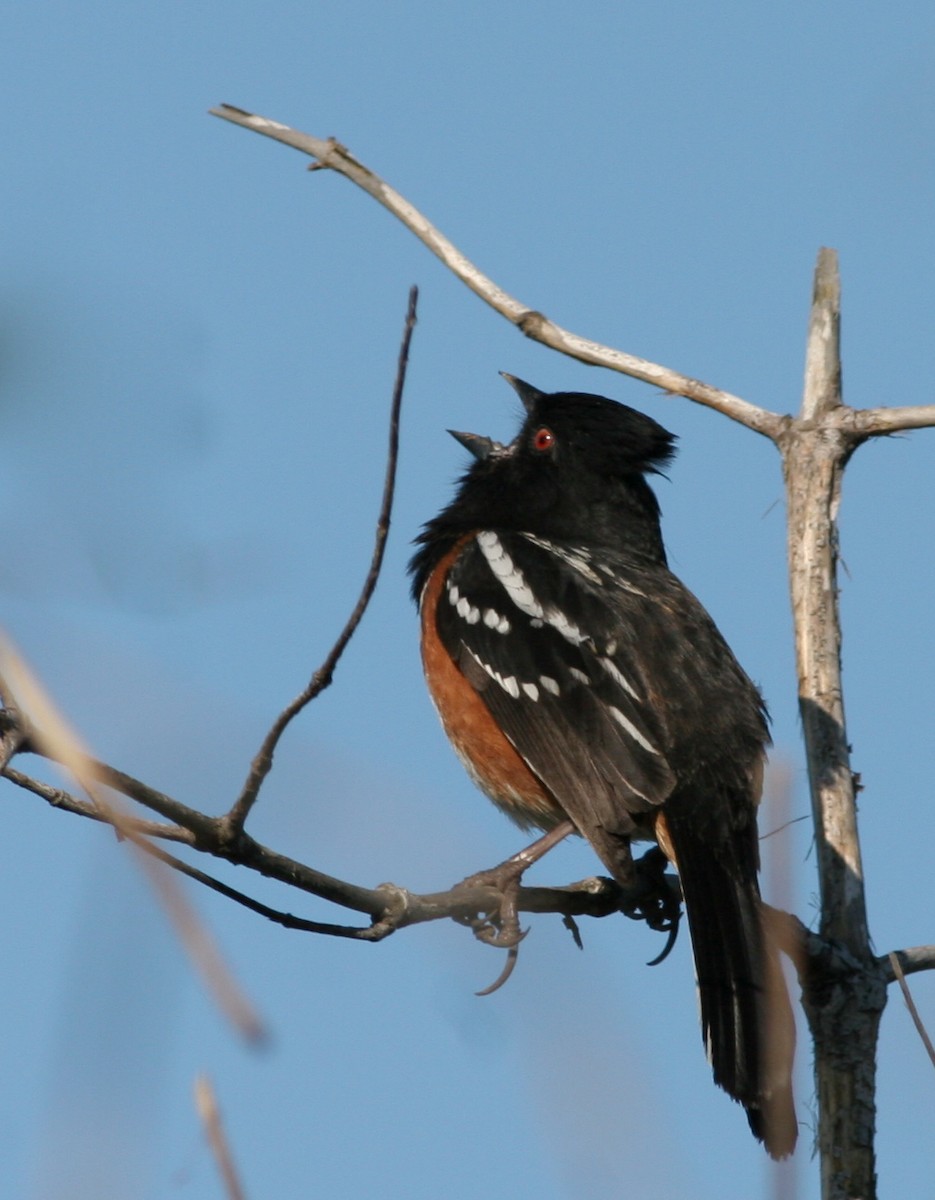 Spotted Towhee - ML31687891