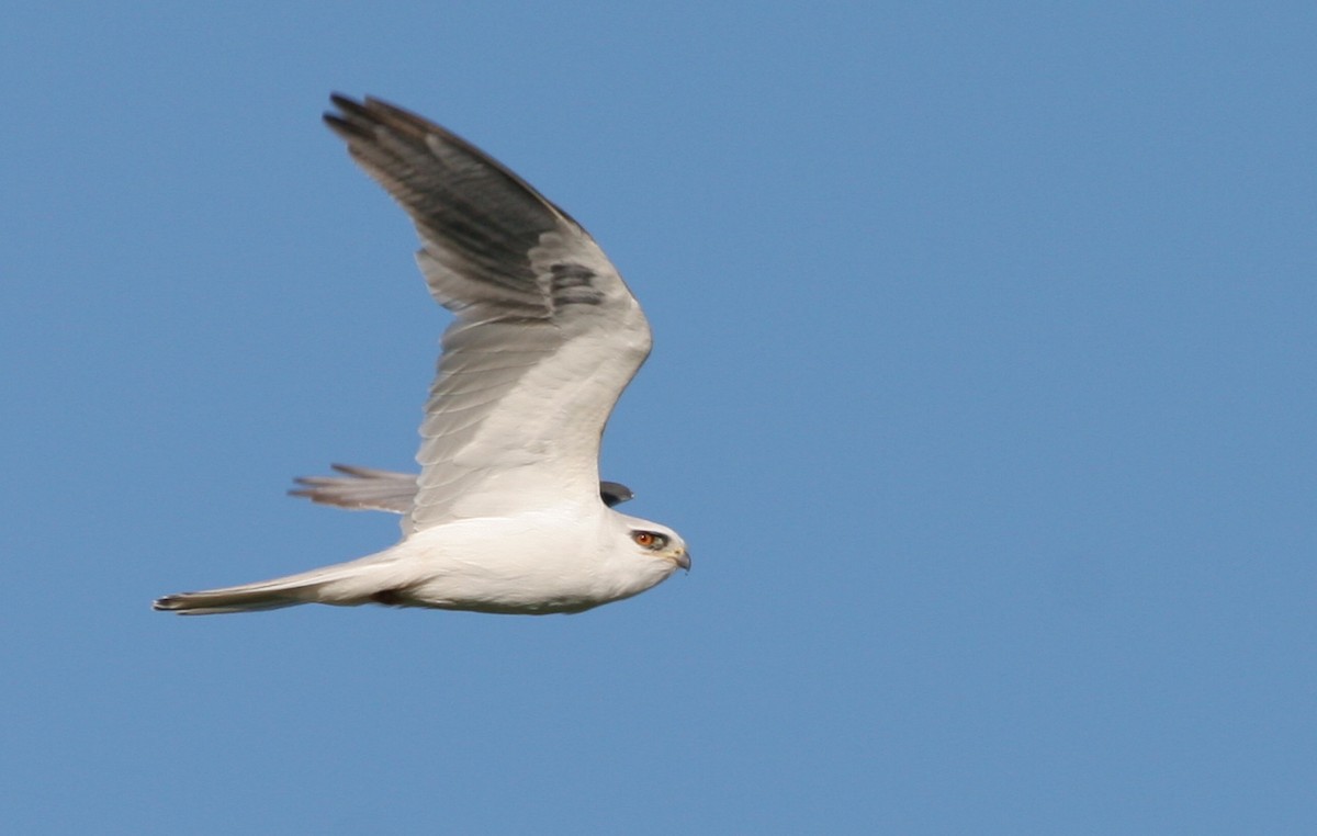 White-tailed Kite - ML31687911